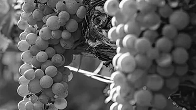 Stockage frigorifique pour le secteur vitivinicole