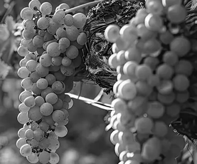Stockage frigorifique pour le secteur vitivinicole