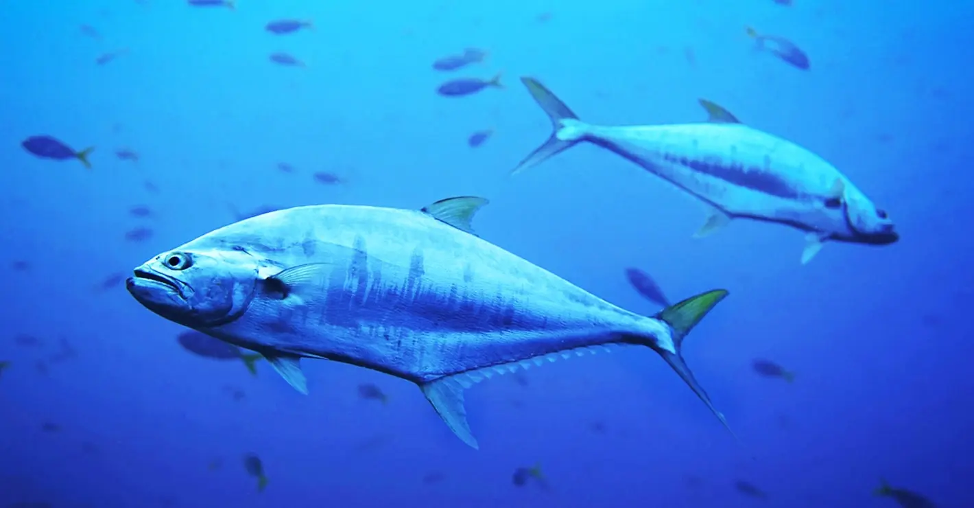 El espectacular regreso del atún a Dinamarca